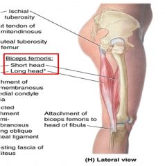 Biceps Femoris-posterior thigh-hamstrings muscle


 


Long Head


Attachments: Ischial tuberosity to head of fibula (crosses hip and knee)


Innervation: Tibial division of sciatic nerve


 


Short Head


Attachments: linea aspera to head of f...