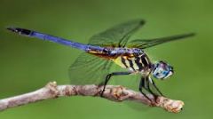 6legs, usually 2 pairs of wings,1 pair of antennae, body divided into head, thorax,abdomen, alot have ¨fly eyes¨