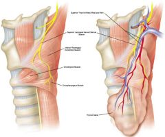 - The external branch of SLN innervates the crycothyroid  and inferior constrictor muscles (as seen in the image on the left).  
- It descends to the region of the superior pole and extends medially along the inferior constrictor muscle to enter ...
