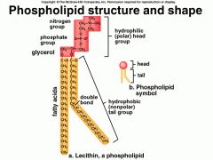 Phospholipids are the most 
abundant membrane lipids and are 
amphipathic, possessing both 
hydrophilic and
lipophilic  properties. They consist of a glycerol linked to a phosphate group (PO42–) and to either two chains of isoprene
or...