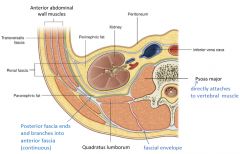 The anterior fascia of the anterior muscles is continuous with the posterior fascia