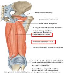 Semitendinosus


Attachments: Ischial tuberosity to tibia


 


Semimembranosus


Attachments: Ischial tuberosity to tibia


 


Function: Extend hip, flex knee, medially rotate tibia


 


Innervation: tibial division of sciatic nerve