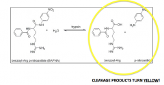 Cleaves the dye molecule from the amino acid, causing the solution to change from colorless to yellow

Since