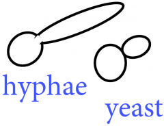 Hyphae or yeastGerm tube test