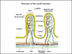 By lacteals in the villi and into the lymphatic vessels and eventually into the blood circulation.
