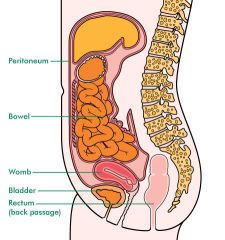 The peritoneum is the serous membrane that lines the structures within the abdominal cavity

 The peritoneal cavity is the potential space between parietal and visceral layers which contains lubricative serous fluid