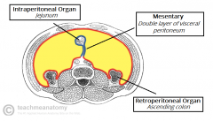 Intraperitoneal
= suspended within peritoneal cavity with mesentery (high mobility)
e.g. jejunum

Retroperitoneal
= outside the peritoneal cavity without mesentery (low mobility)
e.g. kidney
