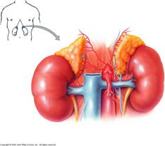 Adrenal glands shaped like two pyramids curve over the top of each kidney surrounded in fat enclosing the kidney. located close to the body wall of the back at the level of the lower ribs