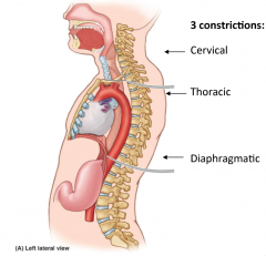 Starts: C6
Ends: T11

Constrictions:
1. C6 = anatomical pharyngeal sphincter
2. T4/5 = constriction due to bronchus division
3. T10 = funcitonal diaphragmatic sphincter