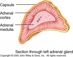 The adrenal cortex
contains three separate layers of cells that produce steroid hormones called the corticosteroids