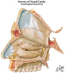 Olfactory nerves (CN I)
