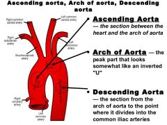 Descending Aorta 