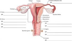   Female Reproductive               Organs
               
(Give the Combining forms of #5)        