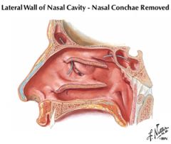 Opening of maxillar sinus