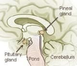 Function:
The pineal gland is involved in several functions of the body including:
* Secretion of the Hormone Melatonin
* Regulation of Endocrine Functions
* Conversion of Nervous System Signals to Endocrine Signals
* Causes Feeling of Sleepiness
...
