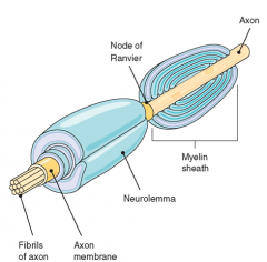 ANS (Automatic Nervous System)
 
Neurilemma:
the thin membrane spirally enwrapping the myelin layers of certain fibers, especially of the peripheral nerves, or the axons of some unmyelinated nerve fibers.