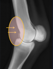 villonodular synovitis
-secondary to repetitive trauma
-thickening of the bilobed synovial pad
.with extension of the fetlock, P1 impinges on the pad leading to inflammation (capsulitis/synovitis)

-radiographic findings
.asymmetric soft tis...