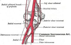 The common interosseus artery is a branch of the _________ artery.