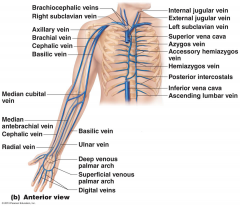 - impingement of the axillary vein, affecting flow to the basillic vein