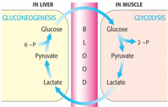 When lactate is formed by active skeletal muscles (or RBC), it can be recycled. It is carried to the liver by the blood, and in the liver it is first converted to pyruvate, and then to glucose by gluconeogenesis. The glucose then returns to muscl...