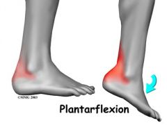 Specific movement of the ankle (Pointing of the toes)