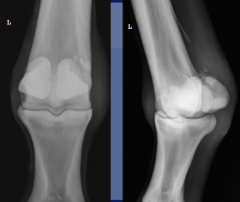 proximal sesamoid fractures

Apical
-common in racehorses

midbody
- medial sesamoid forelimb TB
-lateral sesamoid hindlimb STB

Basilar
- origin of the distal sesamoideal ligaments

Abaxial
- insertion injuries of suspensory ligament...