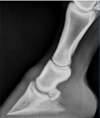 Degenerative Joint Disease
aka Ringbone

-secondary to chronic repetitive trauma, fracture, infection or OC
-mild to severe lameness
.exacerbated with lower limb flexion
-radiographic findings
.joint space collapse (worse on medial)
.scler...