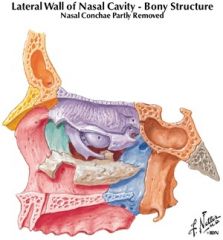 greater palatine foramen