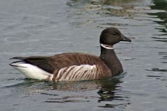 Black head, bill, neck, and breast. White under tail, White patch on neck black legs and feet.