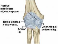 extend from medial epicondyle and lateral epicondyle to radius and ulna respectively