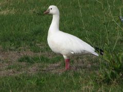 Short neck. White overall with black wing tip. Pink stubby bill.
