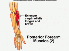 lateral epicondyle of humerus and radial collateral ligament