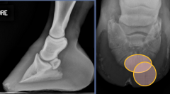 septic pedal osteitis

puncture wound or sole abscess

radiographic findings:
-discrete areas of osseous lysis
- irregular margin
- decreased opacity
- gas within the soft tissues