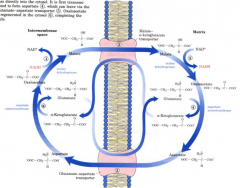 System that transport the NADH generated by glycolysis in the cytosol into the mitochondrial matrix. The mitochondrial membrane is not permeable to NADH.

Functions in liver, kidney, and heart mitochondria.