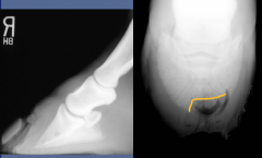 keratoma

most common tumor of the foot
keratin producing tissue growing between hoof wall and coffin bone
usually starts near the coronary band but can be anywhere

radiographic findings
-focal radiolucent defect at the solar margin (resor...