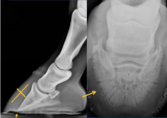 Laminitis

numerous theories to etiopathogenesis
inflammation and separation of laminae
-dorsal hoof wall thickening
-separation of dermal and epidermal lamina
-rotation of P3
- lucent line

clinical
- acute or chronic based on presence ...