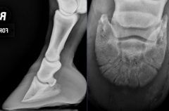 radiographic findings:
thickening of dorsal soft tissues
-greater than 20 mm
lipping of distal aspect of P3
-osseous resorption
-type VI solar margin fractures
rotation
-palmar rotation
radiolucent line between P3 and hoofwall
-necrosis, ...