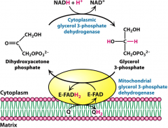 NADH shuttle used in skeletal muscle and brain. 

NADH in cytosol is converted to FADH2 in the mitochondrial matrix
Electrons are transported to complex II.