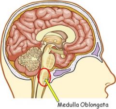 Location: Lower part of the brain stem
Function: Carries out and regulates life sustaining functions such as breathing, swallowing and heart rate 
The medulla is easily the most important part of the brain. It's functions are involuntary, or done ...
