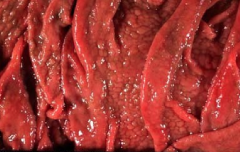 Morrocan leather appearance, hyperplastic appearance, hypoproteinemia

Lesions caused by ___ within sheep & goats?
Lesions caused by ___ within cattle?
These parasites coinfect with ___ within other GI locations (SI)