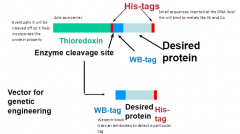 Western blot antibody tag


 


It is used for detection (to detect your protein) 


 


It uses antibody to recognize this particular tag