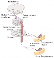 1. Info from sensory cells enter dorsal root of spinal cord
2. Axons ascend to brain in dorsal column
3. In medulla, ascending sensory axons form synapse, sending information contralateral