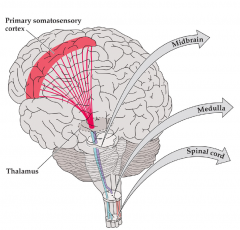 1. Thalamus sends information about contralateral sensory information to primary sensory cortex
2. Sensory information from different areas of the body sent to spatially distinct areas on sensory cortex