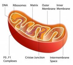 How does the structire of mitochondria enable them to carry out their function?