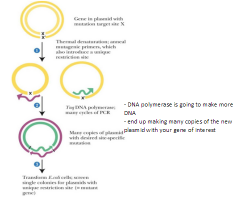 One method of PCR-based site-directed mutagenesis


 


1) Template DNA strands are separate and amplified by PCR


 


2) Following many cycles of PCR, the DNA product can be used to transform E. coli cells


 


3) The plasmid DNA...