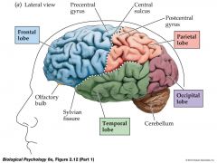 Location: Frontal and upper area of the cortex
Function: Carries out higher mental processes such as thinking, decision making, and planning
You use your frontal lobe nearly everyday. You use it to make decisions, such as what to eat or drink for ...