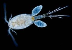Micropredator - swim to different hosts.
Can act as vectors Includes highly derived species that look wormy. Includes families Caligidae, Sarcotacidae, Pennellidae, Lernaepodidae