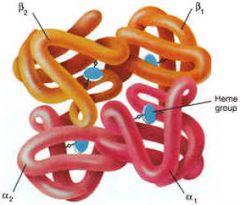 -conjugated protein: prosthetic group, protein portion, 2 alpha and 2 beta polypeptides, 4 heme groups
-part of the RBC
