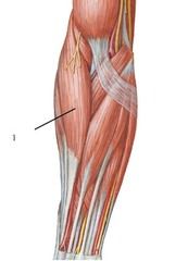 Superficial Anterior Compartment of the Forearm