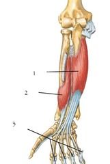Deep Anterior Compartment of the Forearm